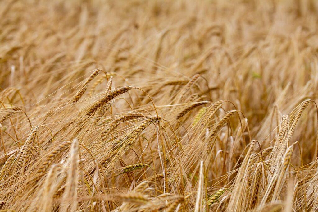 Close-up of a ripe barley field, showcasing golden stalks swaying under a summer sky.